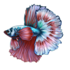 Betta: Sapphire Fancy Rosetail